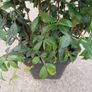 Evergreen jasmine pleached 4ft+ Image 3