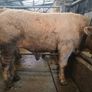 Livestock Image 7