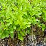 Privet Hedging One Euro Image 4