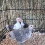 chickens Image 4