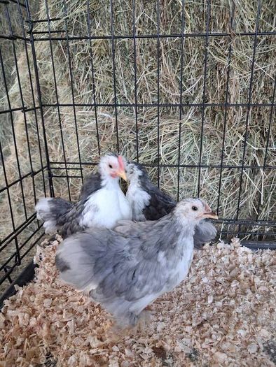 chickens