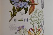 1932 Vintage Botanical Print Plumbaginaceae Plate 9
