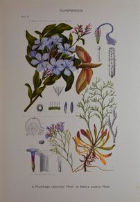 1932 Vintage Botanical Print Plumbaginaceae Plate 9