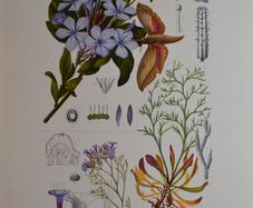 1932 Vintage Botanical Print Plumbaginaceae Plate 9