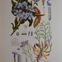 1932 Vintage Botanical Print Plumbaginaceae Plate 9