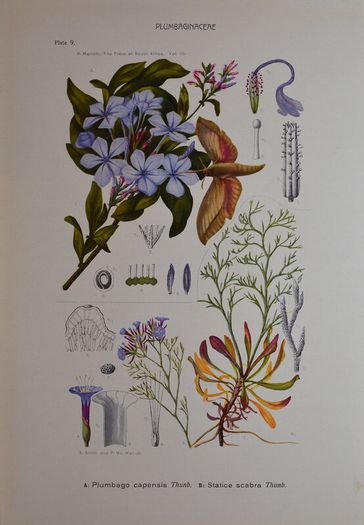 1932 Vintage Botanical Print Plumbaginaceae Plate 9