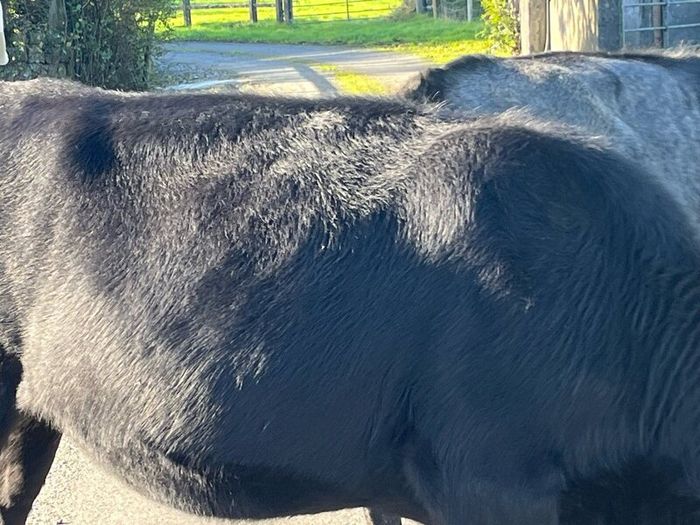 Heifers