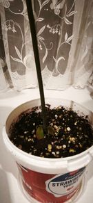 Avocado plant