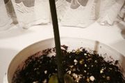 Avocado plant