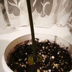 Avocado plant