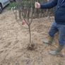 Apple Trees Image 3