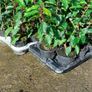 Portuguese Laurel Image 2