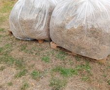 Animal Bedding/Straw