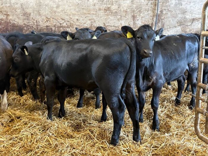 16 smashing heifer Weanlings