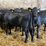 16 smashing heifer Weanlings Image 3