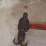 Antique Cast Iron Balance Beam Scales 1800's Image 2