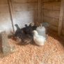 8 chicks - 5 weeks old Image 3
