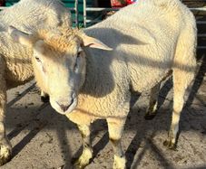 Galway Rams sis approved