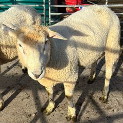 Galway Rams sis approved