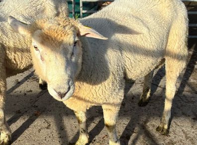 Galway Rams sis approved