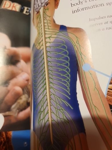 Human Body Eyewonder Enter A World Of Discovery