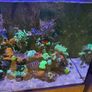 Reef Fish Tank Image 4
