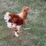 Young Roosters for sale Image 10
