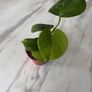 plant Image 2