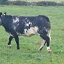 Springers Image 2
