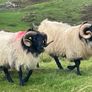 Blackface Rams Image 8
