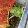 Indian Stick Insects Image 2