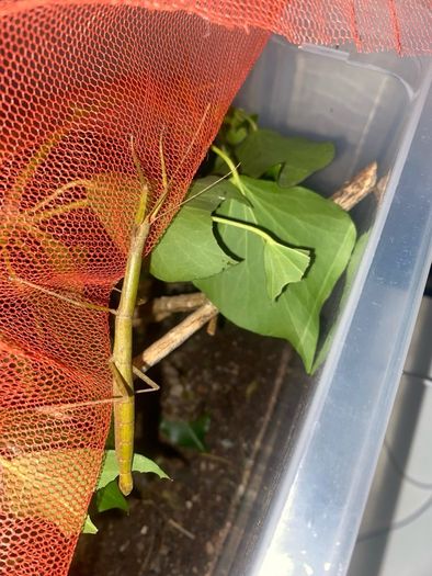 Indian Stick Insects