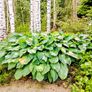 All Plants 5 Euro including rare varieties Image 9