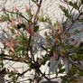 Flamingo Tree (Salix Integra) Image 3