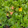 Trailing Basket Plants Image 4
