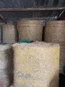 Hay for Sale