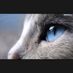 BLUE CAT