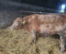 Cattle