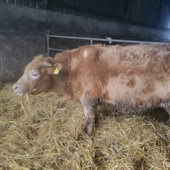 Cattle