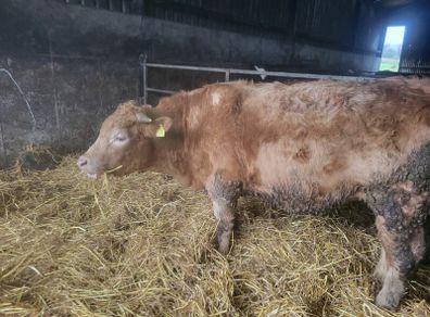 Cattle