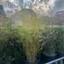 Large Bamboo Plants Image 3