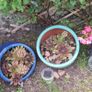 Blooming now Mature Succulent Arrangements in Glazed CeramicPot Image 4