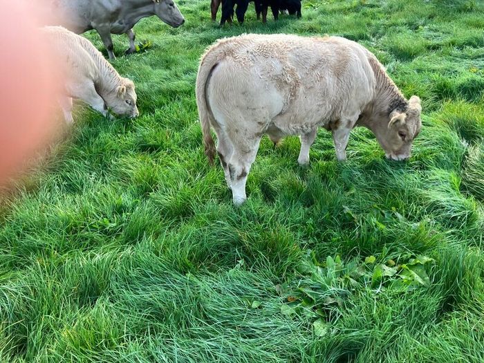 Cattle