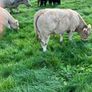 Cattle Image 2
