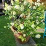 Hydrangea Limelight Image 2