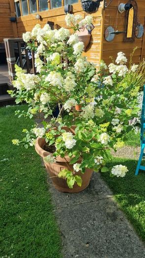 Hydrangea Limelight