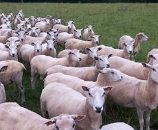 Tefrom - New Zealand Maternal Rams