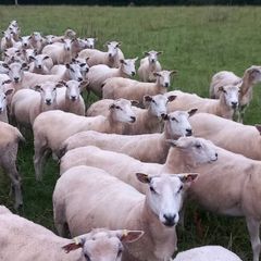 Tefrom - New Zealand Maternal Rams