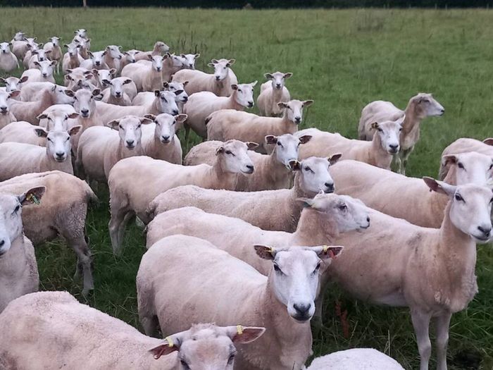 Tefrom - New Zealand Maternal Rams