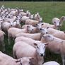 Tefrom - New Zealand Maternal Rams Image 4